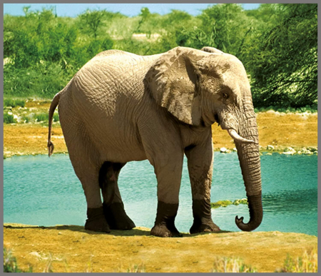 Proiector tip lanterna - Animale salbatice, Brainstorm, 2-3 ani + [6]