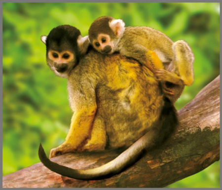 Proiector tip lanterna - Animale salbatice, Brainstorm, 2-3 ani + [5]