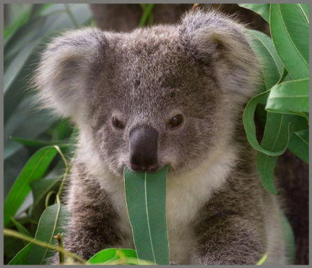 Proiector tip lanterna - Animalute simpatice, Brainstorm, 2-3 ani + [9]