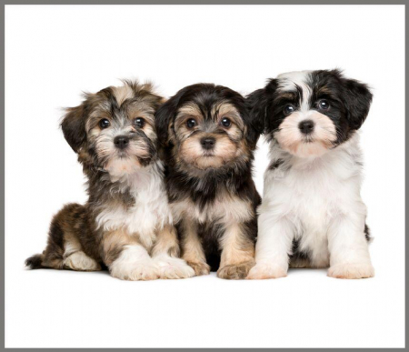 Proiector tip lanterna - Animalute simpatice, Brainstorm, 2-3 ani + [8]