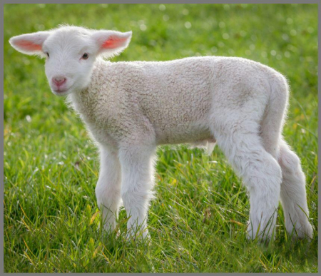 Proiector tip lanterna - Animalute simpatice, Brainstorm, 2-3 ani + [11]