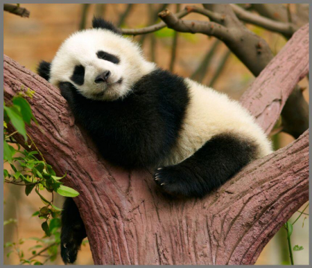 Proiector tip lanterna - Animalute simpatice, Brainstorm, 2-3 ani + [10]