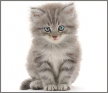 Proiector tip lanterna - Animalute simpatice, Brainstorm, 2-3 ani + [7]