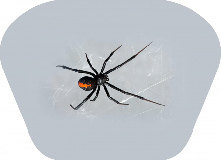 Proiector tip lanterna - Insecte, Natural History Museum, 2-3 ani + [10]