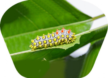 Proiector tip lanterna - Insecte, Natural History Museum, 2-3 ani + [6]