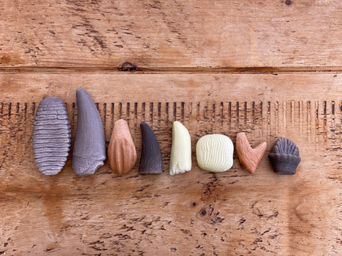 Sa investigam! - Dinti preistorici [2]