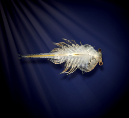 Set educativ STEM - AQUA DRAGONS Habitat Jurassic Time Travel EGGspress [3]