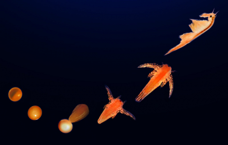 Set educativ STEM - AQUA DRAGONS Habitat Jurassic Time Travel EGGspress [4]