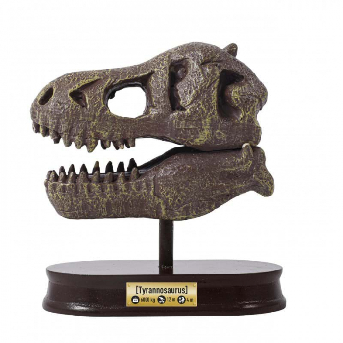 Kit de sapat - Craniu T-Rex [4]