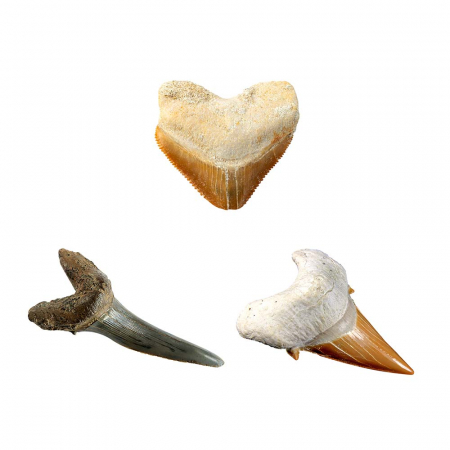 Kit Creativ National Geographic Sa Cautam Dinti De Rechini [5]