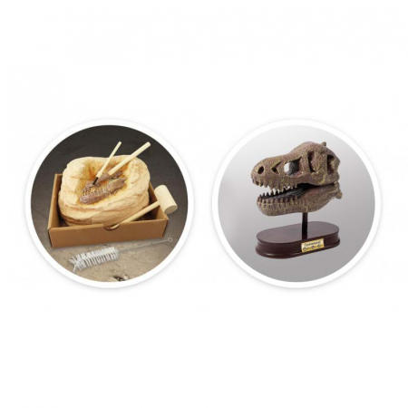 Kit de sapat - Craniu T-Rex [5]