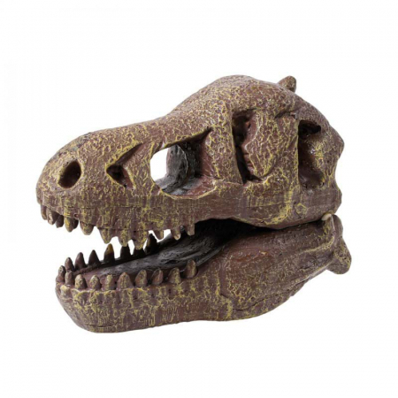 Kit de sapat - Craniu T-Rex [2]