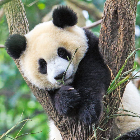 Jocuri tip puzzle - Puzzle Panda, Leu Si Tigru, 3X49 Piese