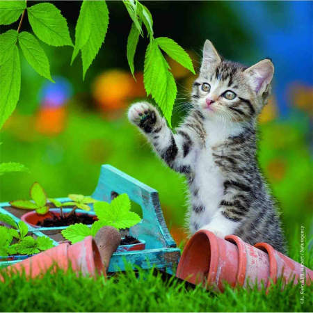 Puzzle Pisicute Tigrate, 3X49 Piese [1]