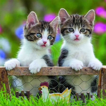 Puzzle Pisicute Tigrate, 3X49 Piese [2]