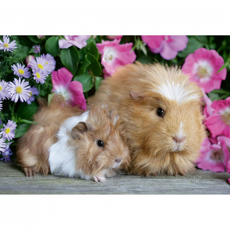 Jocuri tip puzzle - Puzzle Porcusor De Guinea Si Iepuras, 2X12 Piese
