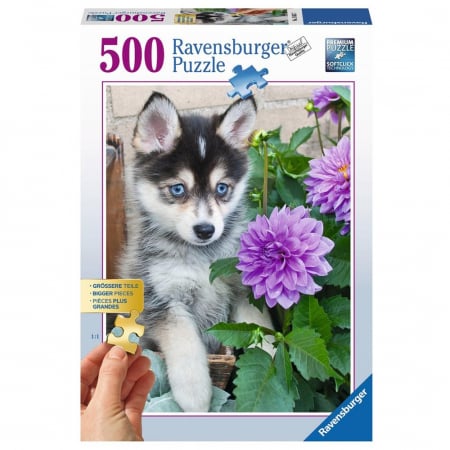 Puzzle Ravensburger Caine Husky [1]
