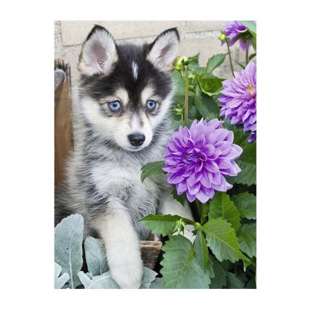 Puzzle Ravensburger Caine Husky [0]