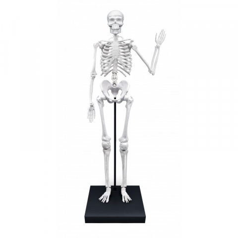 Schelet 85 cm [2]