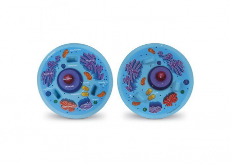 Sectiunea celulei animale [1]