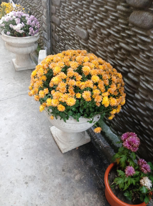 Matrita Ghiveci Flori Versace 41 cm H [7]